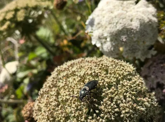 - Close To - Proche De La *